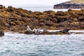 Seals on the Treshnish isles Royalty Free Stock Photo