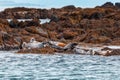 Seals on the Treshnish isles Royalty Free Stock Photo