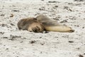 Sea lions, seals snuggling together on the beach of Kangeroo Island, Australia Royalty Free Stock Photo