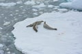 Seals waddling on an ice floe, Antarctica