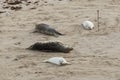 Seals in Winter on the beach, Horsey, Norfolk, UK in the evening Royalty Free Stock Photo