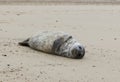 Seals in Winter on the beach, Horsey, Norfolk, UK in the evening Royalty Free Stock Photo