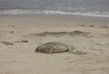 Seals in Winter on the beach, Winterton on Sea, Norfolk, UK in t