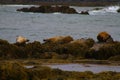 Seals at beach, Iceland Royalty Free Stock Photo