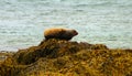 Seals at beach, Iceland Royalty Free Stock Photo