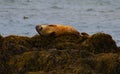 Seals at beach, Iceland Royalty Free Stock Photo