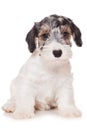 Sealyham Terrier