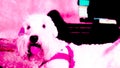 Sealyham Terrier dog in neon light. Royalty Free Stock Photo