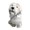 Sealyham Terrier toy god, pet of small size watercolor portrait digital art. Hand drawn domestic animal with long haired coat