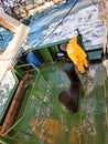 Seaman cleaning the ship. Royalty Free Stock Photo