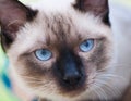 Seamese cat with black nose and blue eyes