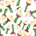Seamlees pattern of watercolor rutabaga on white background