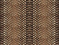 Seamless abstract pattern on a skin texture, snake. Royalty Free Stock Photo