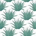 Seamless agave cactus pattern