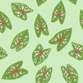 Chinese Evergreens Aglaonema Seamless Background Vector SVG