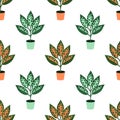 Seamless aglaonema pattern