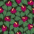 Seamless anturium flower pattern background Royalty Free Stock Photo