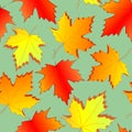 seamless asymmetric pattern of autumn maple leaves on a green background Royalty Free Stock Photo