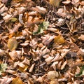 Seamless autumn leaves on the ground texture. background, seasonal Royalty Free Stock Photo