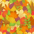 Seamless with autumn leaves on white background