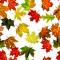 Seamless background. Autumn yellow red, orange leaf isolated on white. Colorful maple foliage. Season leaves fall background Royalty Free Stock Photo