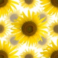 Seamless background of beautiful sunflowers