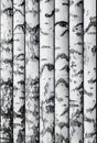 Seamless background of birch trunks stacked in a row