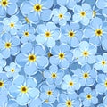 Seamless background with blue forget-me-not flowers. Vector illustration. Royalty Free Stock Photo