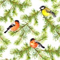 Seamless background with bullfinches, tits and fir branches Royalty Free Stock Photo