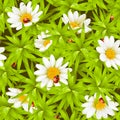 Seamless background: camomiles and ladybugs Royalty Free Stock Photo