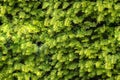 Seamless background of close up on taxus baccata evergereen hedge Royalty Free Stock Photo