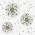 Seamless background from a dandelion. Royalty Free Stock Photo