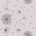 Seamless background from a dandelion. Royalty Free Stock Photo