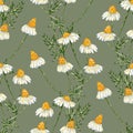 Seamless background of drawn wild chamomile flowers