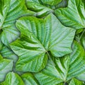 Seamless background from green leaves