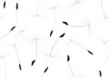 Seamless background from light dandelion seeds Royalty Free Stock Photo