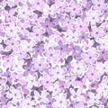 Seamless background with lilac flowers. Vector illustration.