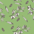 Seamless background with olives, leaves and branch on green background. Pencil handwriting. Olive oil production. Print, textile,