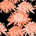 Seamless background with orange Japanese chrysanthemums and ornament on black backdrop. Royalty Free Stock Photo