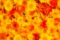 Seamless background of orange yellow marigold flowers. Calendula officinalis, the pot marigold, ruddles, common marigold or Scotch Royalty Free Stock Photo