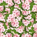 Seamless background pattern texture made of geranium Royalty Free Stock Photo