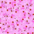 Seamless background pattern texture made of kosmeya fresh flower