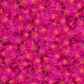 Seamless background pattern texture made of kosmeya fresh flower Royalty Free Stock Photo