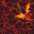 Seamless background pattern texture made of maple leaves Royalty Free Stock Photo