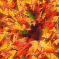 Seamless background pattern texture made of maple leaves Royalty Free Stock Photo