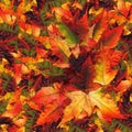 Seamless background pattern texture made of maple leaves