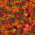 Seamless background pattern texture made of maple leaves Royalty Free Stock Photo