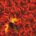 Seamless background pattern texture made of maple leaves Royalty Free Stock Photo