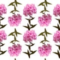 Seamless background of pink phlox