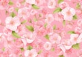 Seamless background of pink Sakura blossom or Japanese flowering cherry. Spring flowers, leaves pattern Royalty Free Stock Photo